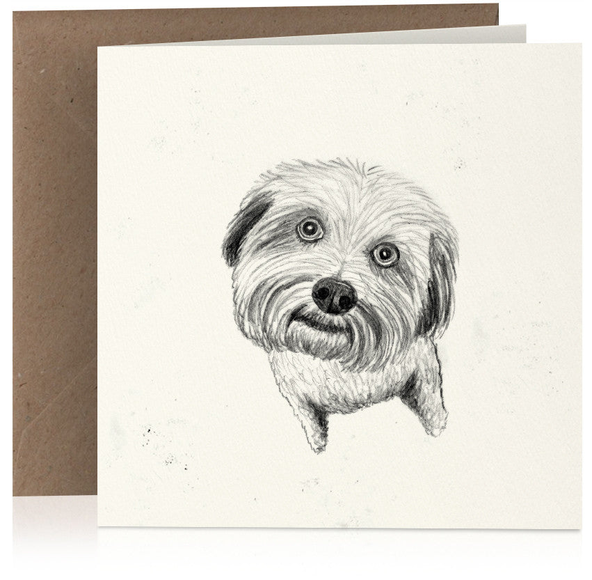 Wide-eyed Westie x 6